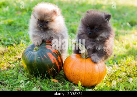 Due cuccioli di cani pomeraniani e zucca, Halloween Foto Stock