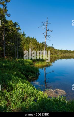 Vista panoramica sul lago Laverty. La foresta di abeti e gli alberi si snag sulla riva del lago, sotto un cielo blu. Parco nazionale di Fundy, New Brunswick, Canada Foto Stock