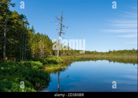 Vista panoramica sul lago Laverty. La foresta di abeti e gli alberi si snag sulla riva del lago, sotto un cielo blu. Parco nazionale di Fundy, New Brunswick, Canada Foto Stock