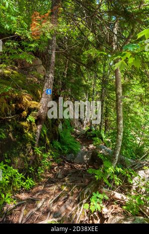 Sentiero escursionistico attraverso una foresta mista, lungo il fiume Broad. Segnavia su un albero di abete rosso. Moosehorn Trail, Fundy National Park, New Brunswick, Canada. Foto Stock