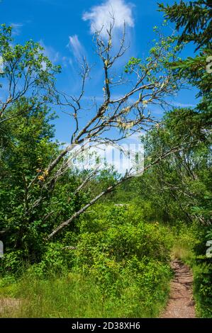 Albero serpente con lichene di barba (Usnea) appeso ai suoi rami, su una foresta mista Acadiana. Moosehorn Trail, Fundy National Park, New Brunswick, Canada Foto Stock