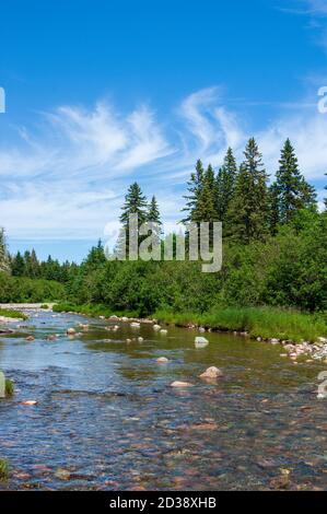 Broad River lungo il Moosehorn Trail. Calmo torrente che scorre attraverso una foresta acadiana con alberi di abete rosso. Parco nazionale di Fundy, New Brunswick, Canada. Foto Stock