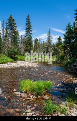 Broad River lungo il Moosehorn Trail. Calmo torrente che scorre attraverso una foresta acadiana con alberi di abete rosso. Parco nazionale di Fundy, New Brunswick, Canada. Foto Stock