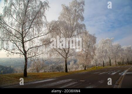 Strada che conduce attraverso un sentiero con alberi Foto Stock