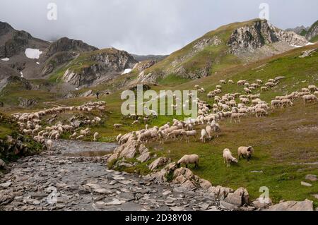 Gregge di pecore nei pressi dei 5 laghi di Forclaz nelle Alpi, Beaufortain massiccio, Savoia (73), Auvergne-Rhone-Alpes regione, Francia Foto Stock