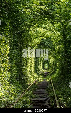 Love Tunnel (sezione ferroviaria situata nella foresta vicino a Klevan, Ucraina. Così chiamato perché prima da questo senso ragazze da un villaggio vicino e soldati da Foto Stock