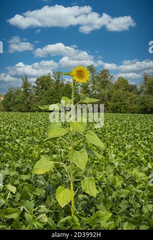 un girasole isolato nel mezzo di un campo coltivato Foto Stock