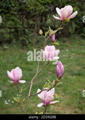 Pink Tulip Magnolia, Magnolia soulangeana lennei, giovane albero in fiore, Worcester, Regno Unito. Foto Stock
