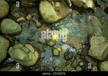 Vista ad alto angolo del torrente forestale con pietre e uno foglia gialla Foto Stock