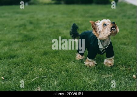 Un piccolo e affascinante Yorkshire Terrier vestito in un vestito nero dello sposo si erge sull'erba a bocca aperta e guarda in su. Posiziona per il testo. Foto Stock