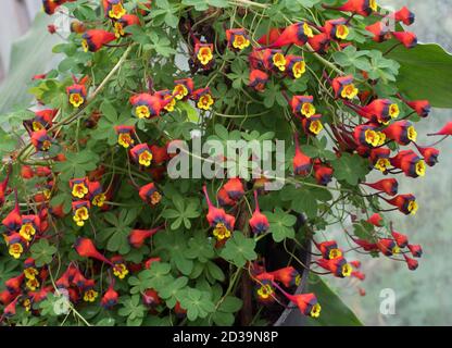 Nasturzio a tre colori, Tropaeolum tricolore, nativo del Cile. Foto Stock