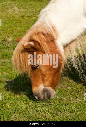 Un pony spiedato che mangia erba Foto Stock