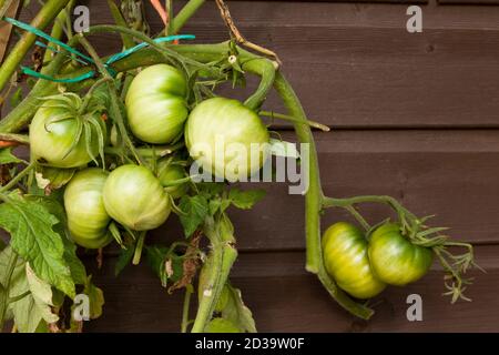 Pomodori verdi all'aperto che crescono sulla vite UK Foto Stock