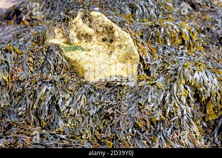 Primo piano di rocce ricoperte di alghe. Alghe marroni - arrossamento sulla spiaggia a bassa marea Foto Stock