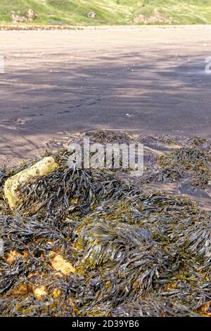 Primo piano di rocce ricoperte di alghe. Alghe marroni - arrossamento sulla spiaggia a bassa marea Foto Stock