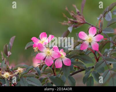 Fiori di specie rosa, Rosa rubrifolia, conosciuto anche come Rosa glauca, Worcestershire, UK. Foto Stock