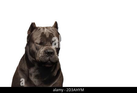 Ritratto di pensare cane corso Dog con occhi chiusi Sfondo bianco isolato Foto Stock