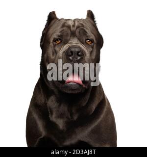 Ritratto di Brown cane corso Dog, Studio girato su sfondo bianco isolato Foto Stock