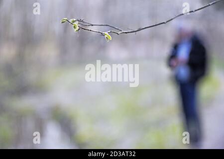 ramo con foglie giovani fresche sullo sfondo del paesaggio primaverile con silhouette dell'uomo sfocate Foto Stock