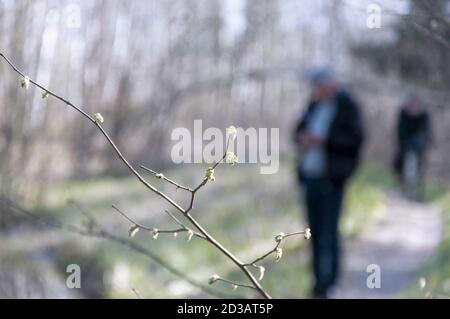 ramo con foglie giovani fresche sullo sfondo del paesaggio primaverile con sagome offuscate di uomo e ciclista Foto Stock