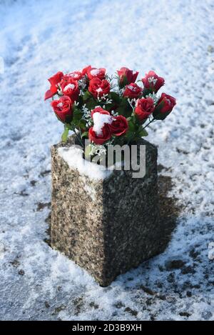 Rosse Rose nella neve Foto Stock