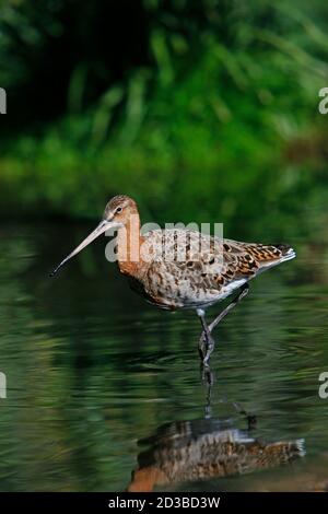 Godwit in marmo, Limosa limosa, Adulti walwing attraverso la palude, Pirenei nel sud della Francia Foto Stock