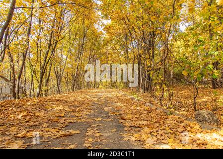 Paesaggio autunnale. Il sentiero è disseminato di foglie secche nella foresta. Foto Stock
