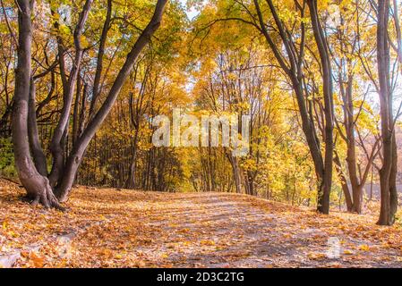 Paesaggio autunnale. Il sentiero è disseminato di foglie secche nella foresta. Foto Stock