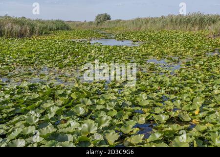 Lago completamente surcresciuto piante acquatiche fiorite Giglio d'acqua bianco europeo (Ninfea) Foto Stock