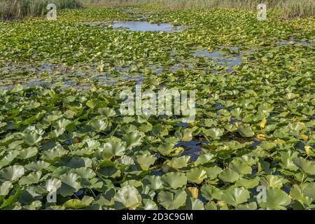 Lago completamente surcresciuto piante acquatiche fiorite Giglio d'acqua bianco europeo (Ninfea) Foto Stock