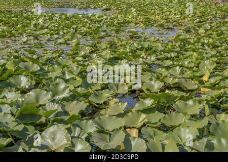 Lago completamente surcresciuto piante acquatiche fiorite Giglio d'acqua bianco europeo (Ninfea) Foto Stock