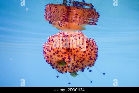 Cotylorhiza tuberculata conosciuta anche come gelatina mediterranea o meduse fritte all'uovo nel Mar Mediterraneo, Italia Foto Stock