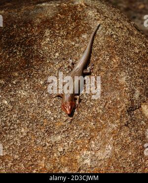 Una pista a testa larga che si basa su una roccia. Foto Stock