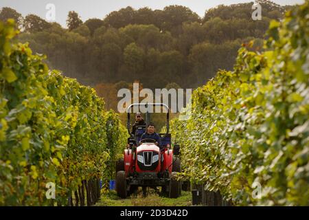 Vendemmia Chardonnay presso l'azienda vinicola Hambledon Vineyard and Winery, Hampshire, Regno Unito mercoledì 7 ottobre 2020. Hambledon ha 100,00 viti stabilite situate o Foto Stock