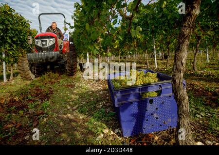 Vendemmia Chardonnay presso l'azienda vinicola Hambledon Vineyard and Winery, Hampshire, Regno Unito mercoledì 7 ottobre 2020. Hambledon ha 100,00 viti stabilite situate o Foto Stock