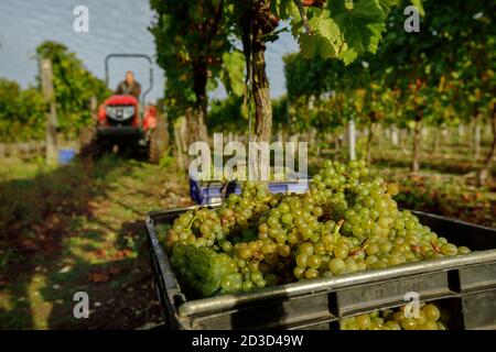 Vendemmia Chardonnay presso l'azienda vinicola Hambledon Vineyard and Winery, Hampshire, Regno Unito mercoledì 7 ottobre 2020. Hambledon ha 100,00 viti stabilite situate o Foto Stock