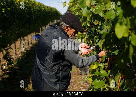 Vendemmia Chardonnay presso l'azienda vinicola Hambledon Vineyard and Winery, Hampshire, Regno Unito mercoledì 7 ottobre 2020. Hambledon ha 100,00 viti stabilite situate o Foto Stock