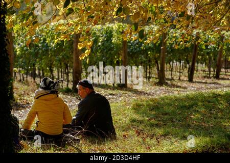 I lavoratori si rilassano con un pranzo al sacco tra le vigne, mentre la vendemmia Chardonnay si svolge presso la cantina Hambledon Vineyard and Winery, Hampshire, mercoledì del Regno Unito Foto Stock