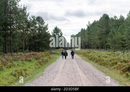 Tre persone che camminano su un sentiero o un sentiero a Thetford Forest Norfolk UK in autunno Foto Stock