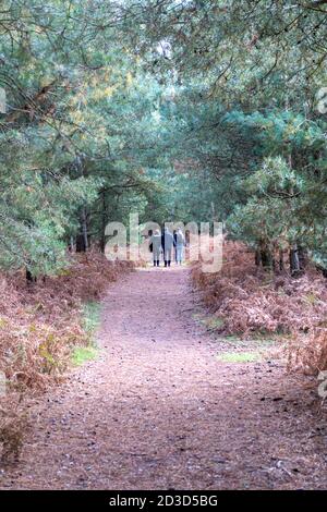 Tre persone che camminano su un sentiero o un sentiero a Thetford Forest Norfolk UK in autunno Foto Stock