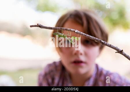 ragazzo di 7 anni che guarda una mantide in preghiera Foto Stock