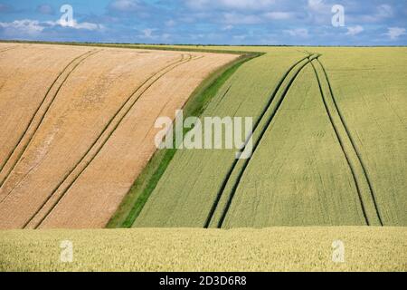 Campi coltivati a East Heslerton vicino a Malton, North Yorkshire, Yorkshire Wolds in estate (luglio 2020) Foto Stock