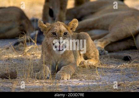 Leone africano, Panthera leo, cucciolo sdraiato a terra, strarling alla macchina fotografica Foto Stock