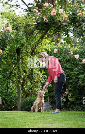 Donna in piedi in un giardino, giocando con cucciolo rivestito giovane Cavapoo. Foto Stock