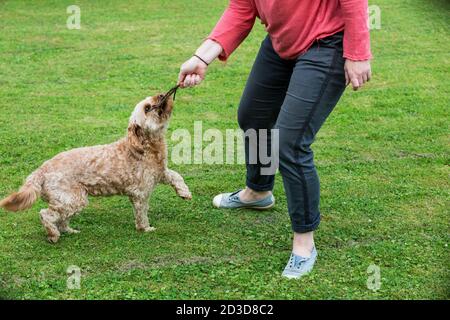 Donna in piedi in un giardino, giocando con cucciolo rivestito giovane Cavapoo. Foto Stock