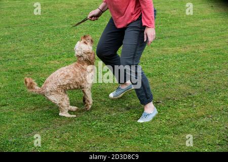 Donna in piedi in un giardino, giocando con cucciolo rivestito giovane Cavapoo. Foto Stock