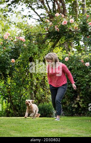 Donna in piedi in un giardino, giocando con cucciolo rivestito giovane Cavapoo. Foto Stock