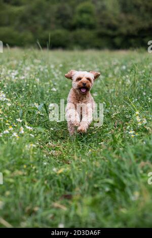 Ritratto di un giovane Cavapoo rivestito di pegno che corre in un prato. Foto Stock