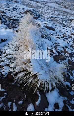 Neve coperta di grattoli di erba dura nelle alte Ande fornire cibo per la vicuna. Foto Stock