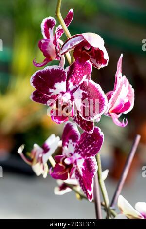 Fiori di orchidee ripetuti, fuoco selettivo. Belle orchidee. Foto Stock